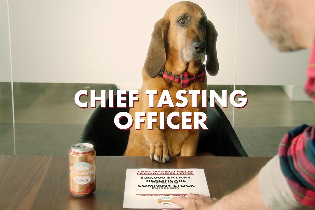 a dog seemingly filling out an application to be the Chief Tasting Officer for Busch's Dog Brew