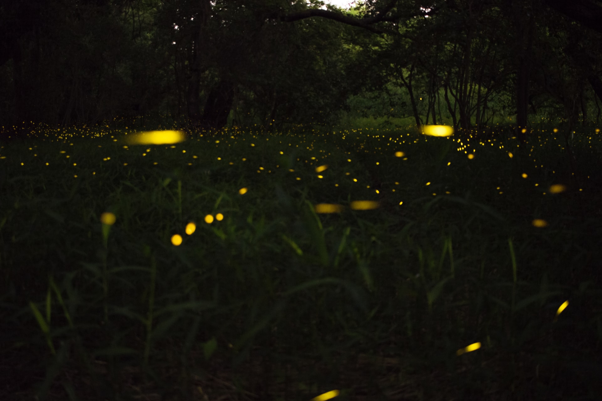 Fireflies