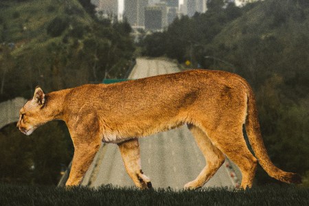 Inside the Campaign to Save LA’s Mountain Lion Population