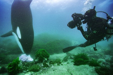 What It’s Like to Swim With Killer Whales, The Apex Predator of the Seas