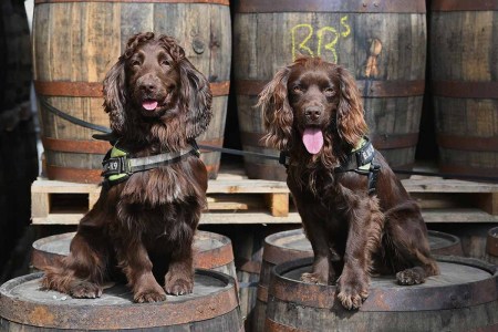 Bran and Rocco, two detection dogs being used by a whisky maker in Scotland