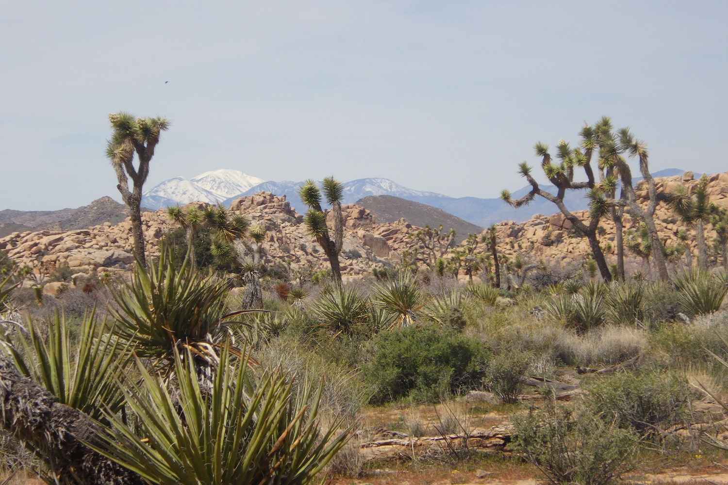 Joshua Tree National Park