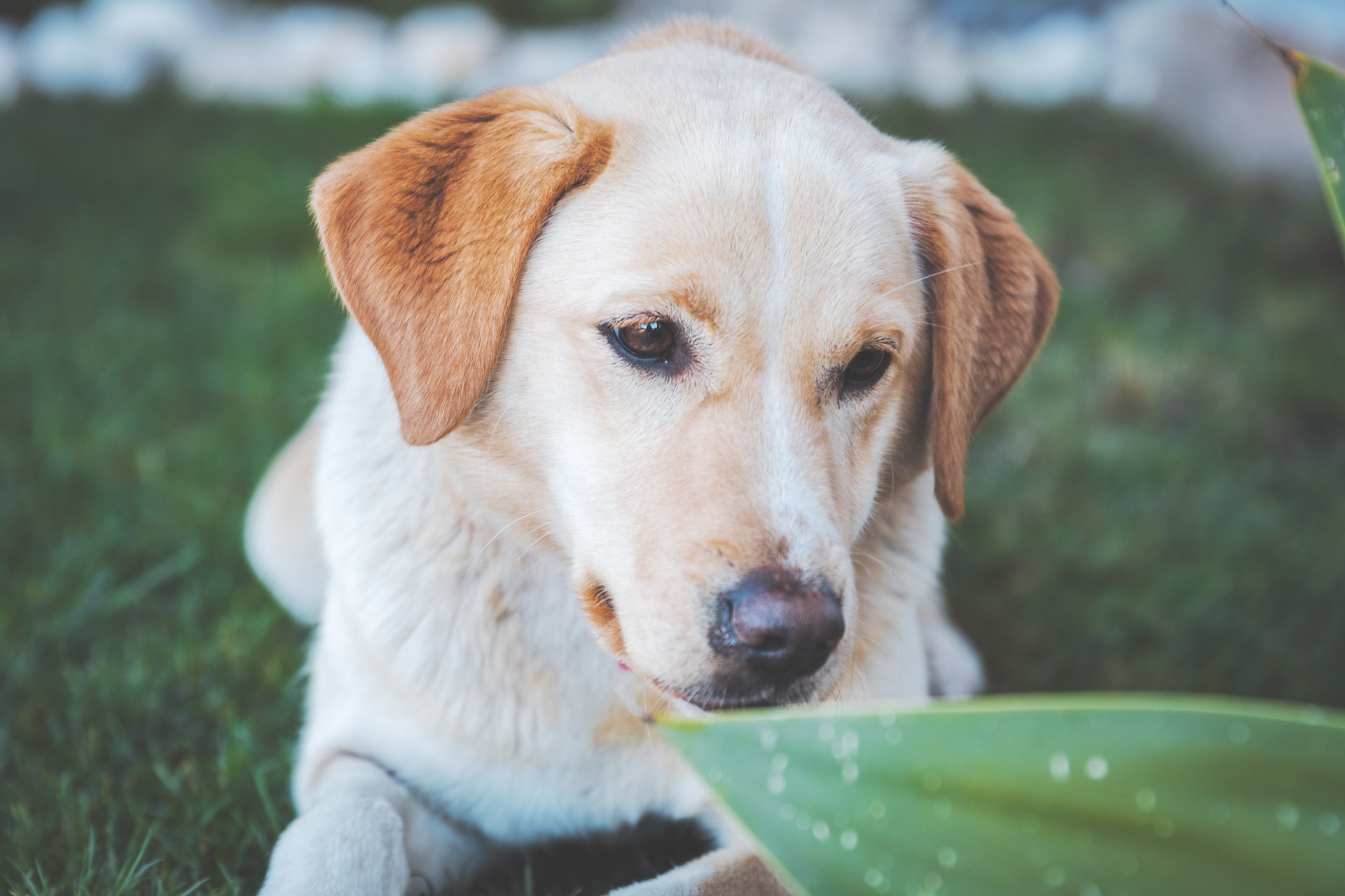 A very good dog