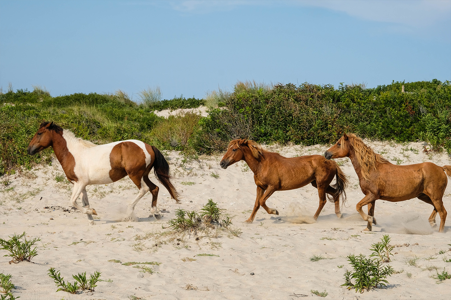 Wild Assateague ponies