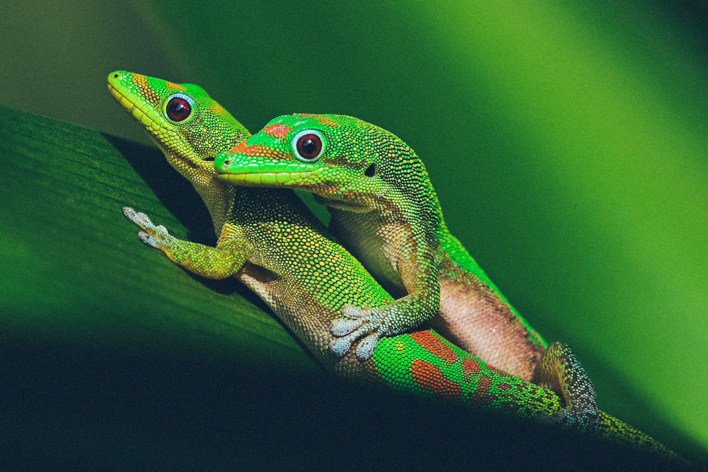 Pair of mating green geckos on spider lily leaf.