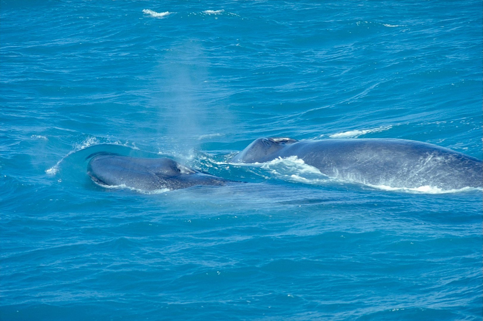 Blue whales