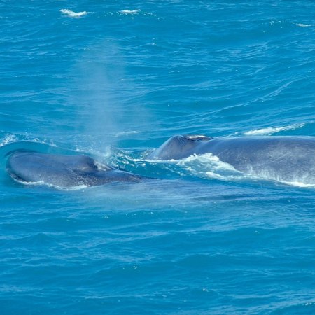 Blue whales