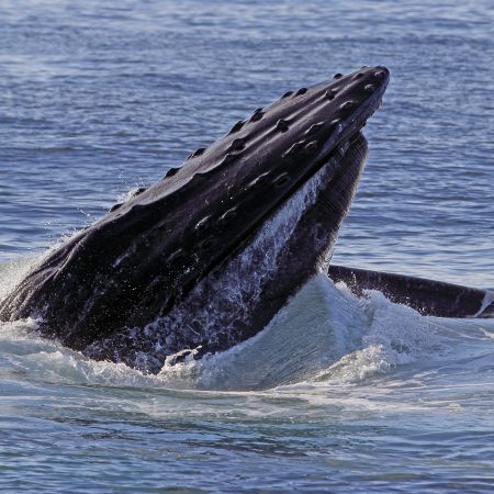 A Humpback whale breaching the surface of the ocean