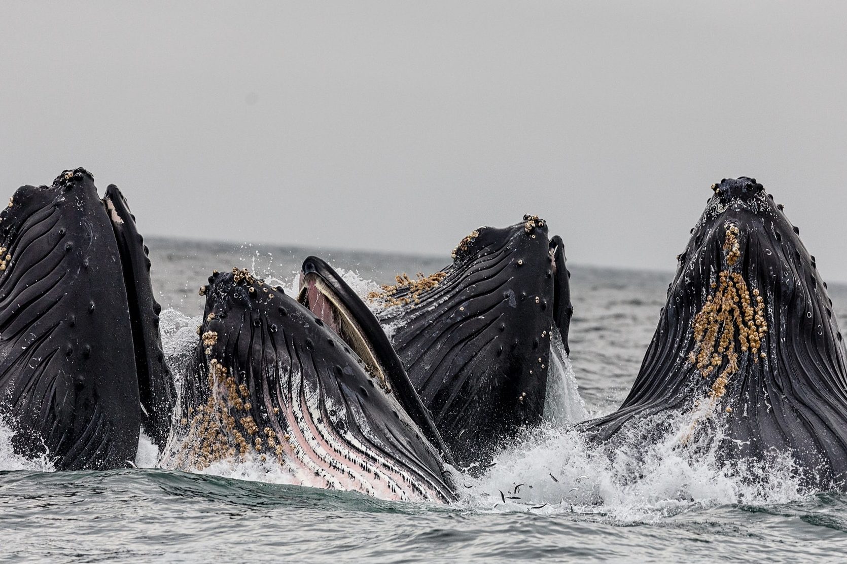 Humpback whales