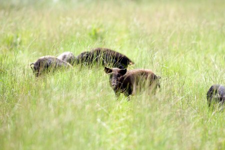 New Study Estimates Feral Hogs Release 5.4 Million Tons of Carbon Dioxide Annually