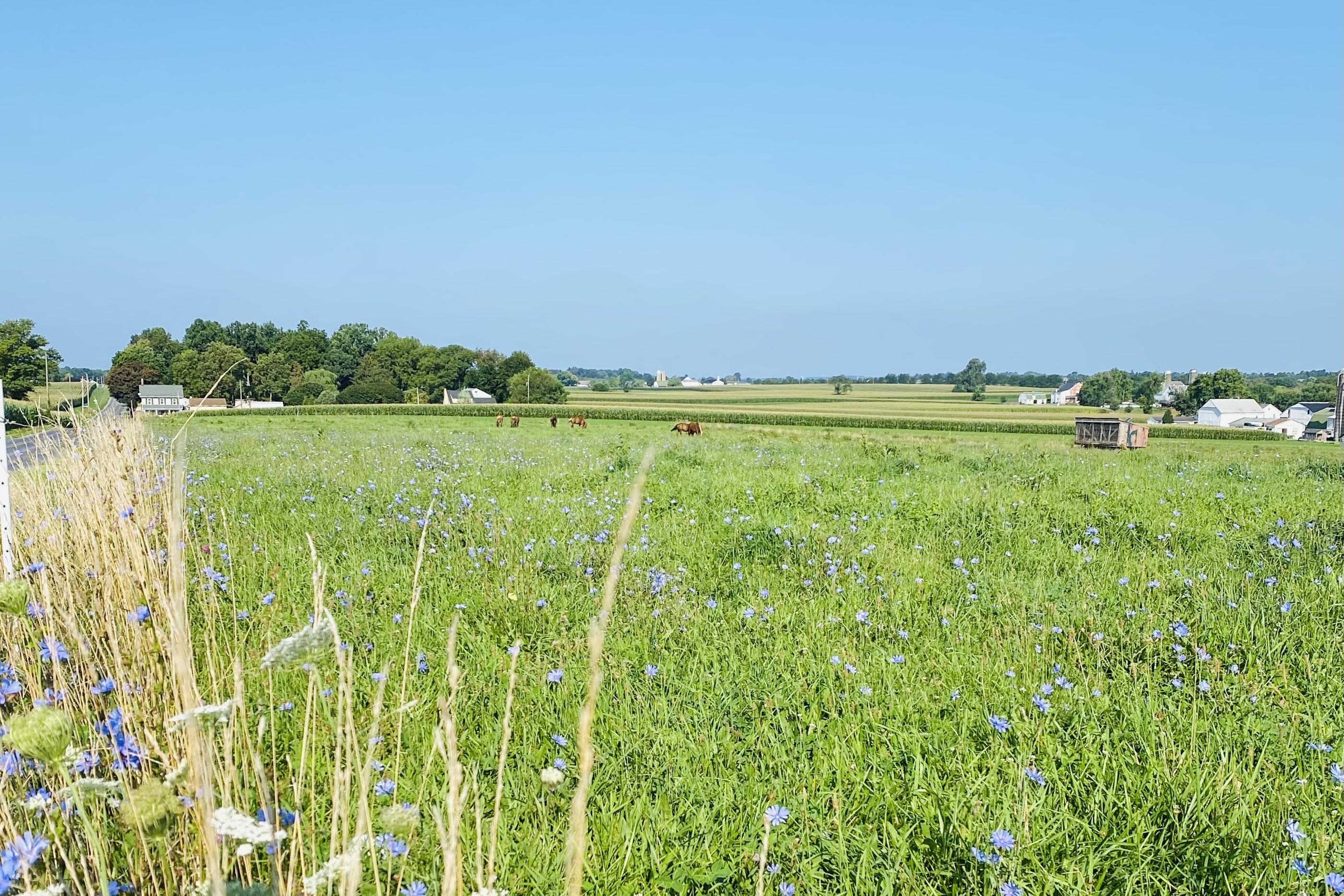 a view of farmland and the countryside in intercourse, pennsylvania