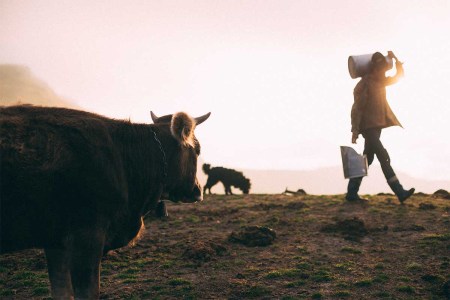 A company like Perfect Day foregoes the traditional concept of milking cows to create their dairy products