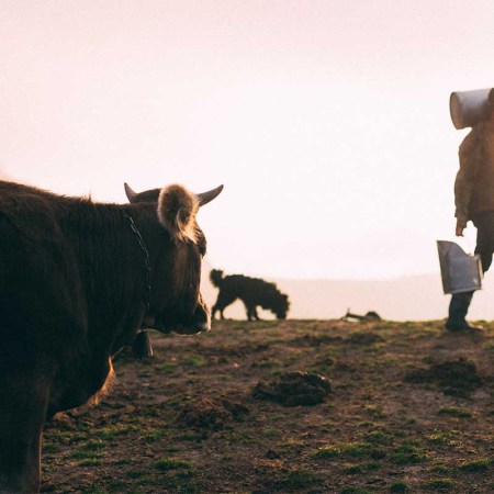 A company like Perfect Day foregoes the traditional concept of milking cows to create their dairy products