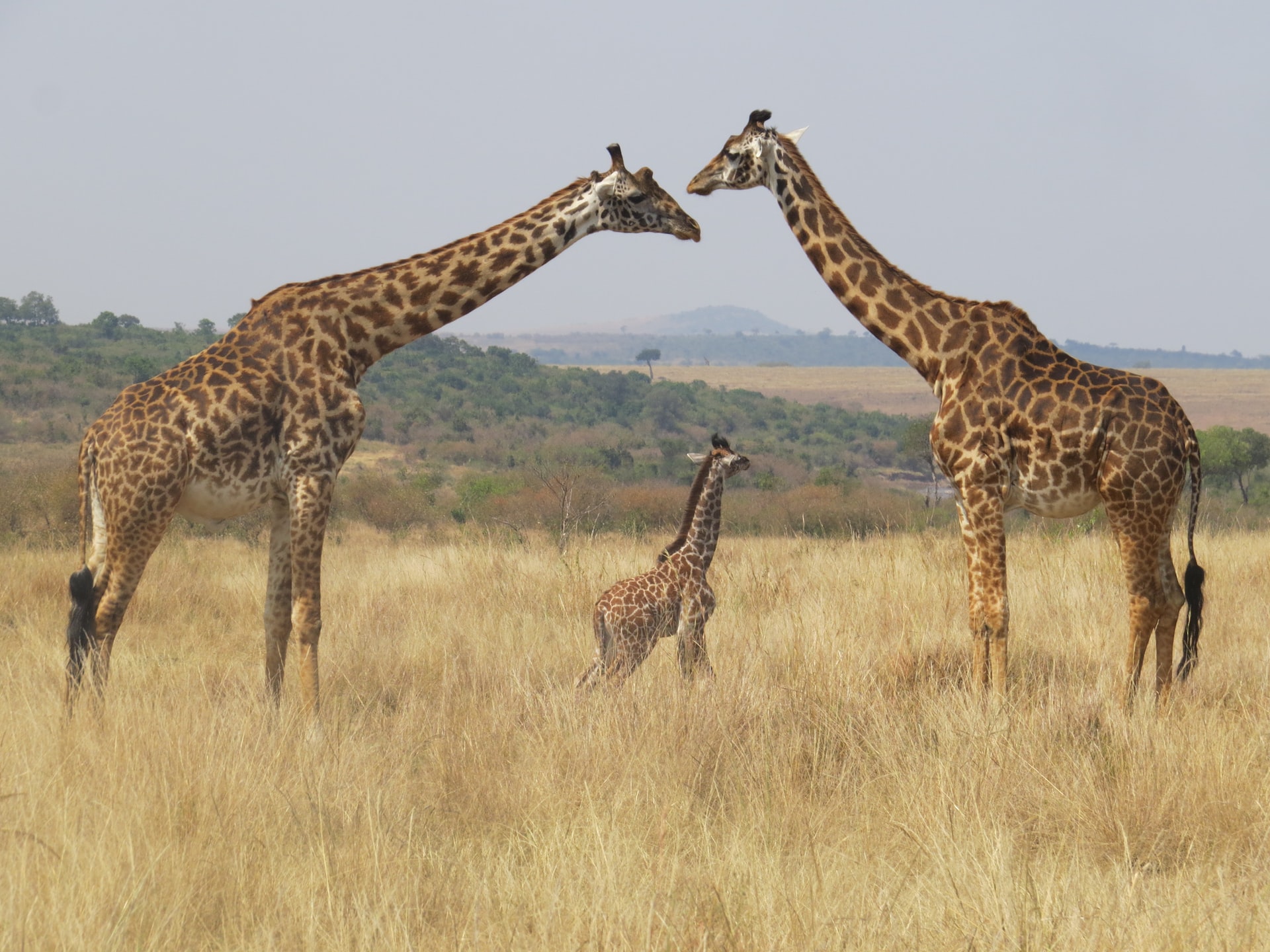 Giraffes