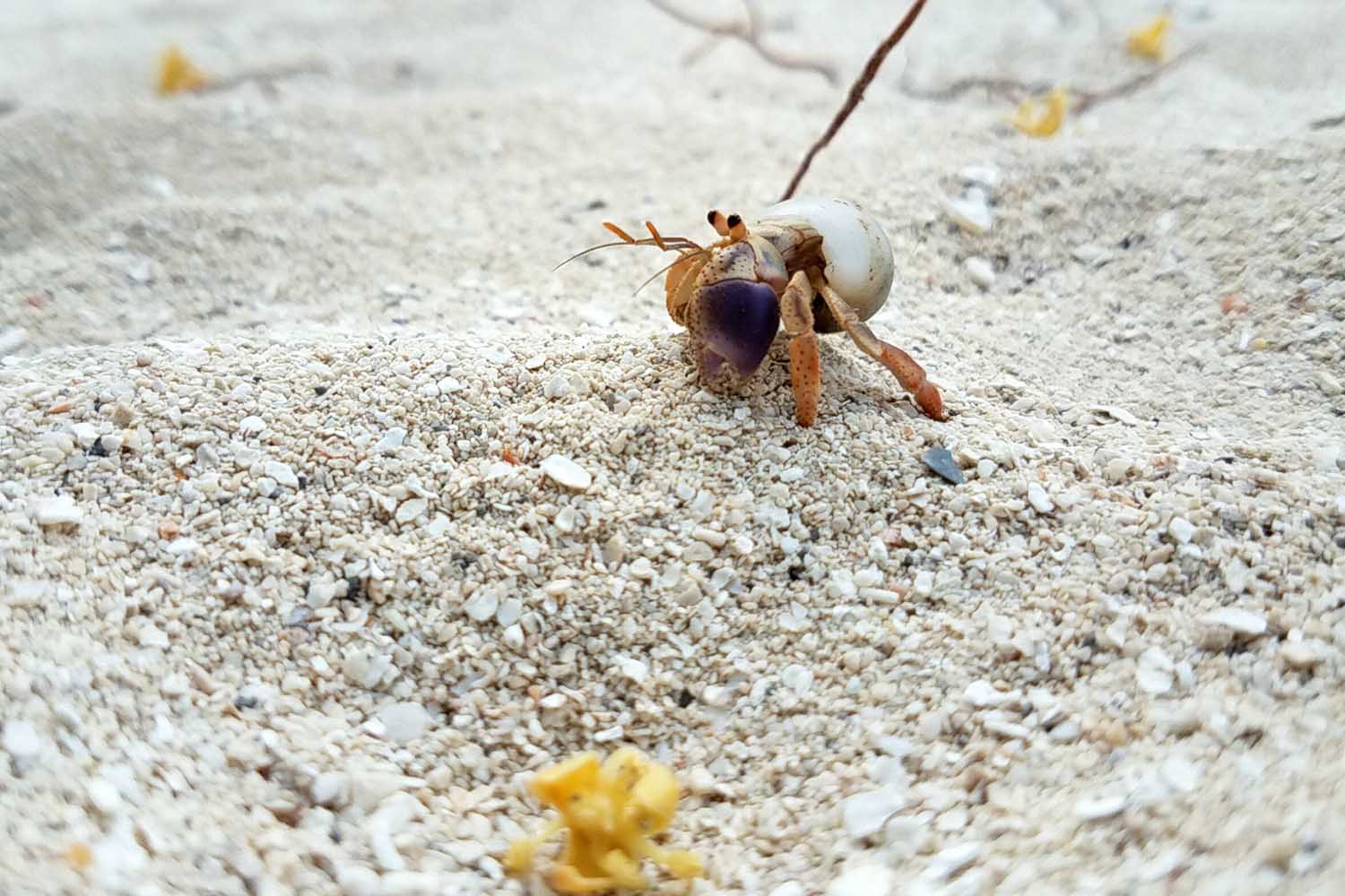 hermit crab on the beach