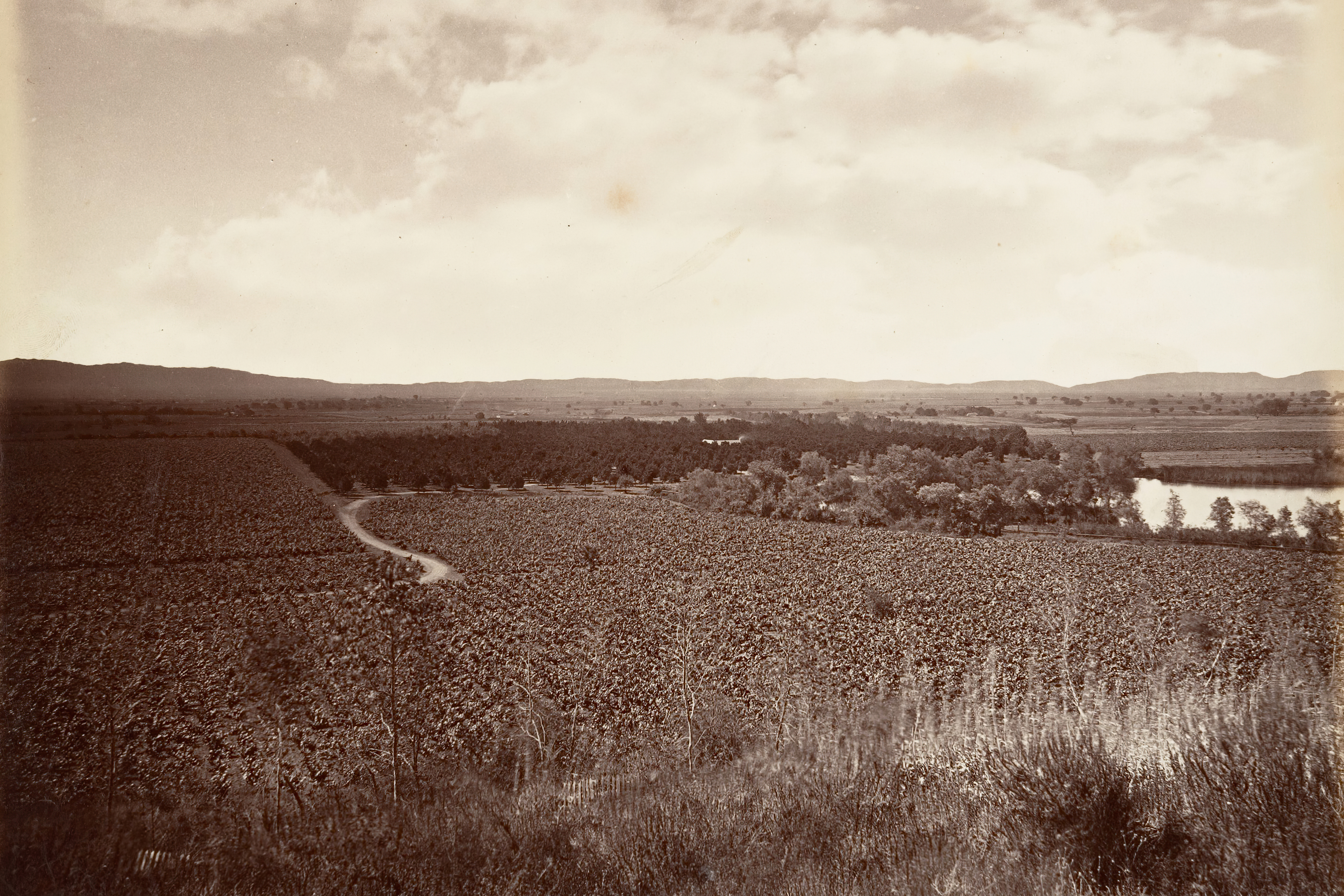 The Lake Vineyard and Orange Grove in Los Angeles, c. 1876