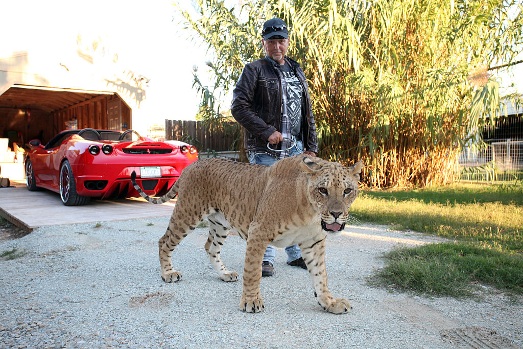 Jeff Lowe with Faith the liliger