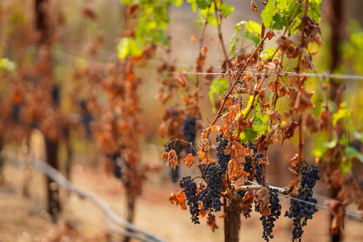 The vineyards at the Somerston Estate Winery & Vineyards, photographed on Wednesday, Sept. 30, 2020 in St. Helena, CA. Wineries like Somerston are forgoing a 2020 vintage due to the ongoing wildfire season, which has seen two major wildfires in the region, so far.