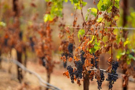 The vineyards at the Somerston Estate Winery & Vineyards, photographed on Wednesday, Sept. 30, 2020 in St. Helena, CA. Wineries like Somerston are forgoing a 2020 vintage due to the ongoing wildfire season, which has seen two major wildfires in the region, so far.