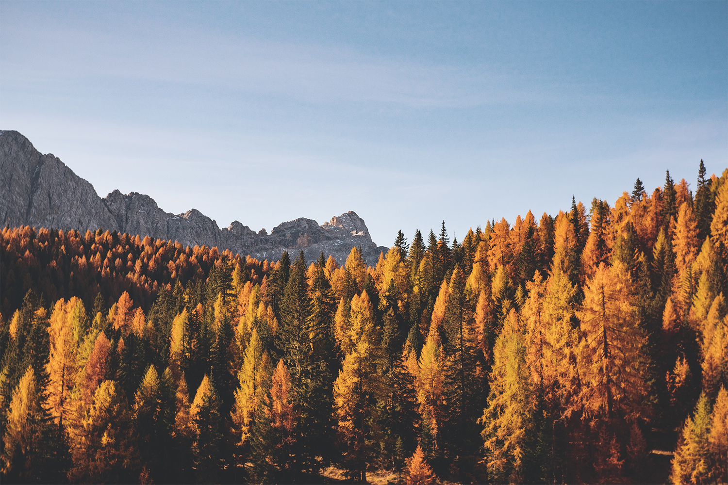 An expanse of yellow, orange and green leaves on trees in a valley with mountains in the background against a blue sky