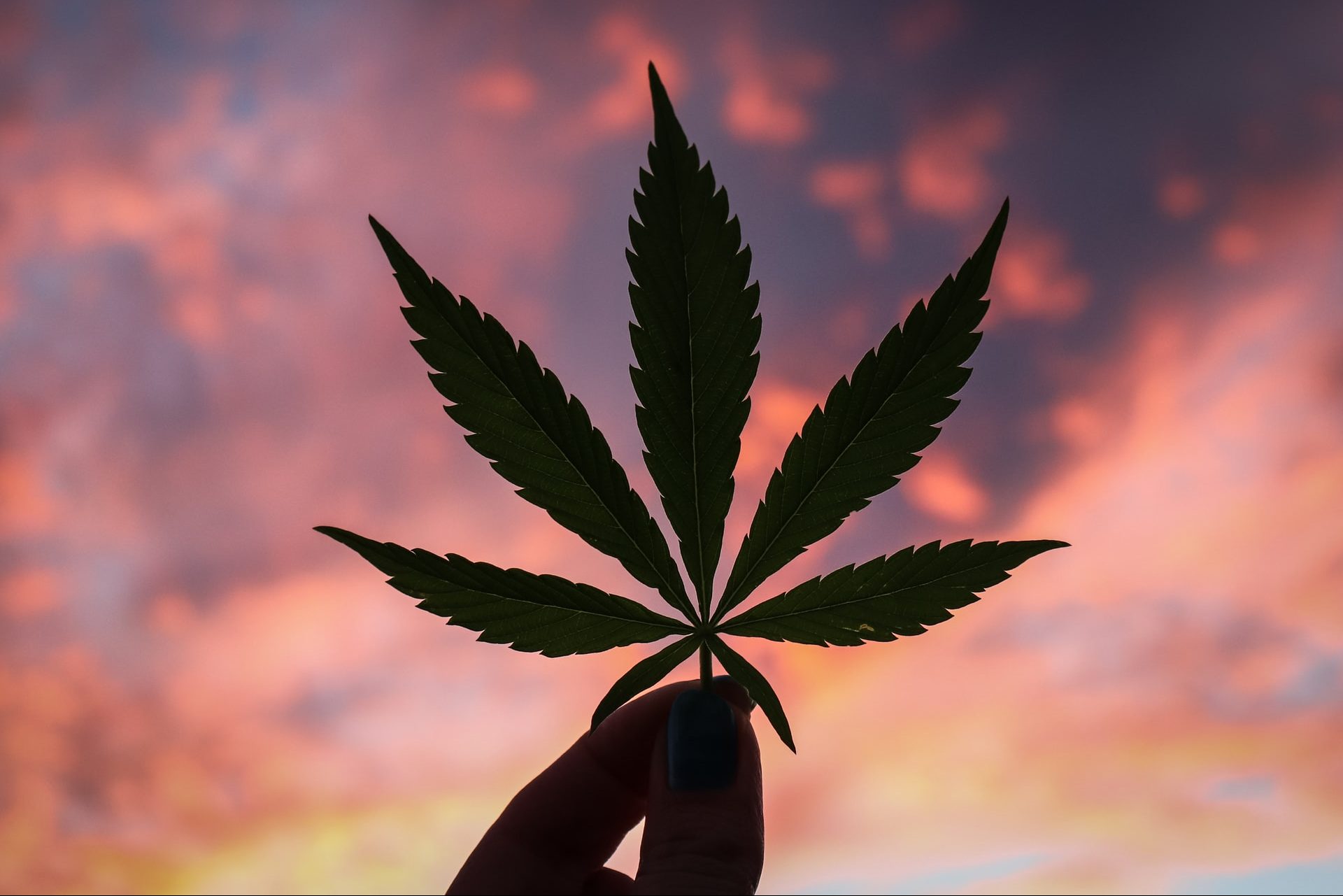 Marijuana leaf