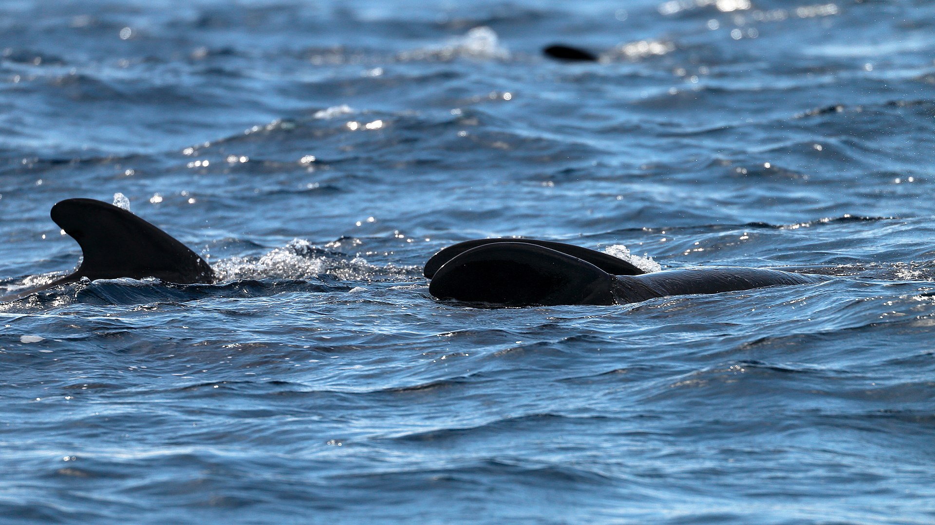 Pilot whales