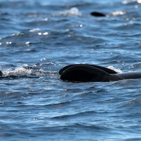 Pilot whales