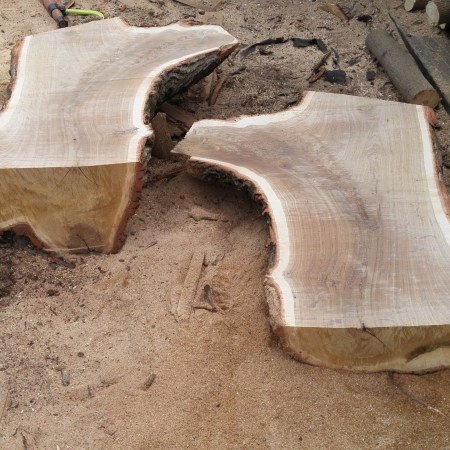 a black walnut tree after being halved by a tree-removal service