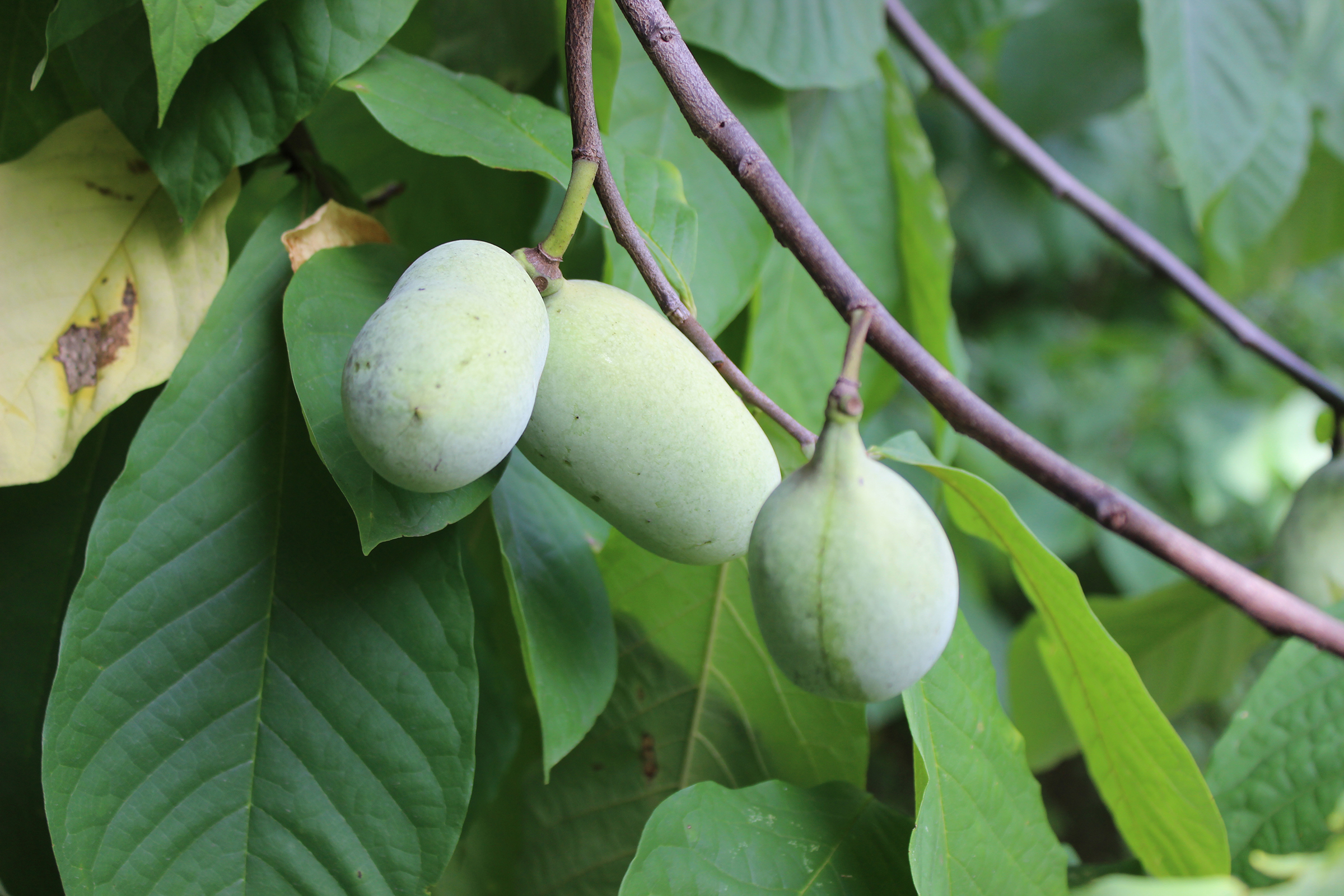 Pawpaw fruits grow on trees in DC.