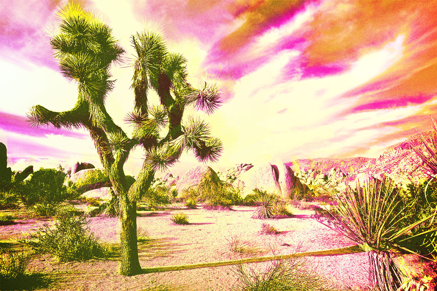 Joshua Tree