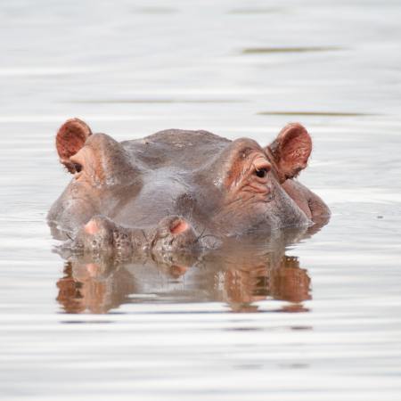 A hippopotamus lurks