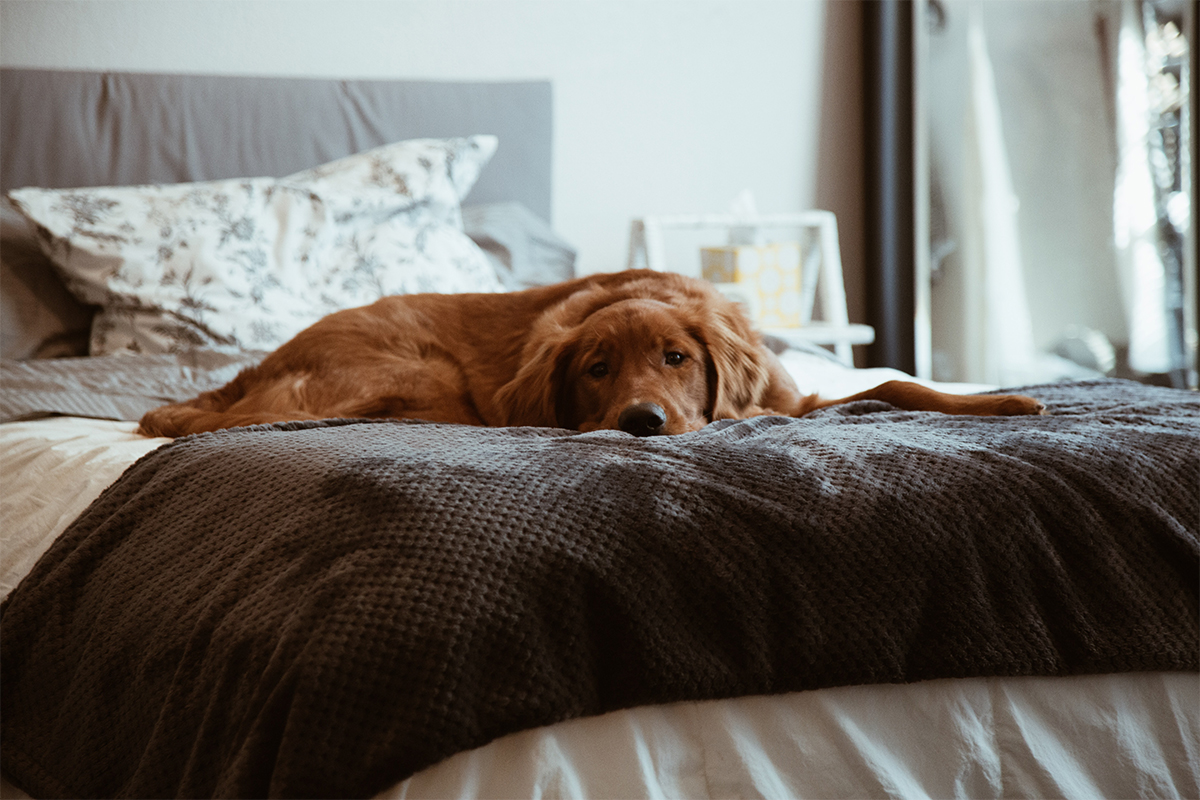 Dog sitting on the bed.