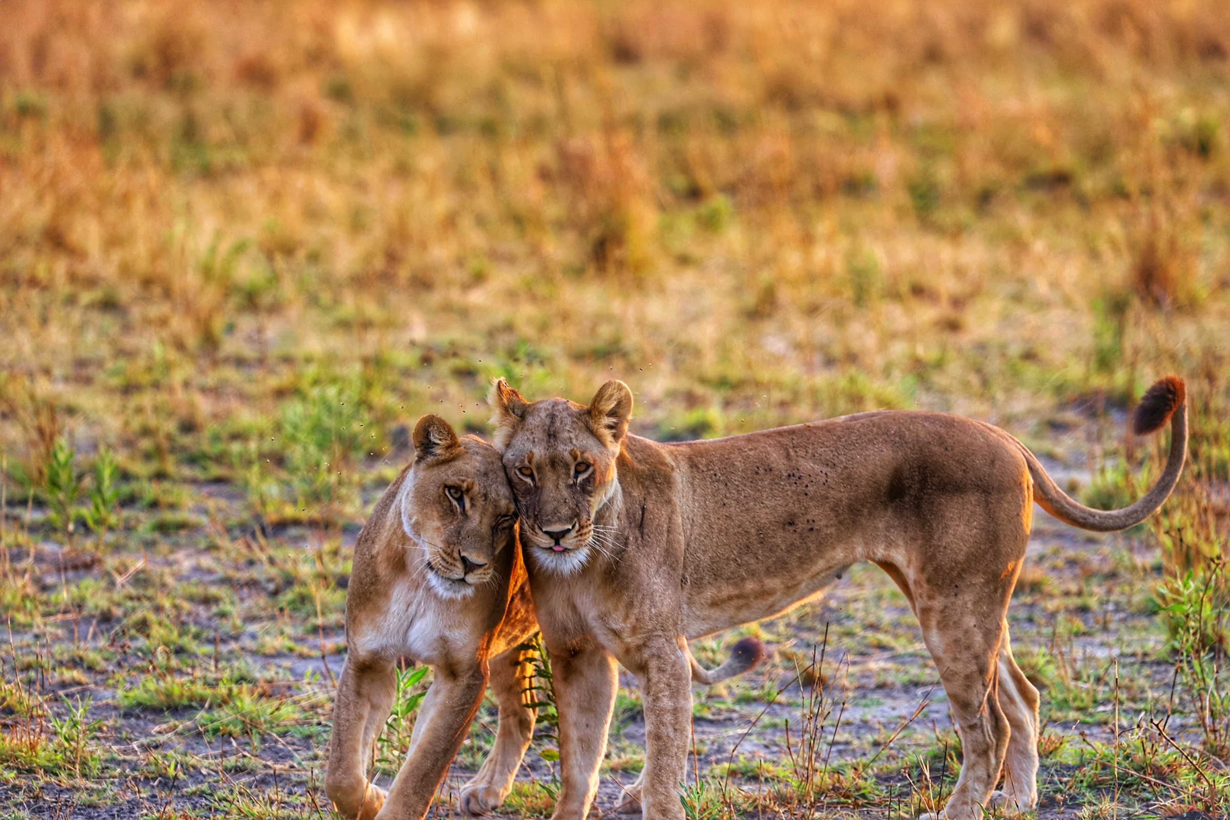 Lions spotted on a Botswana safari.