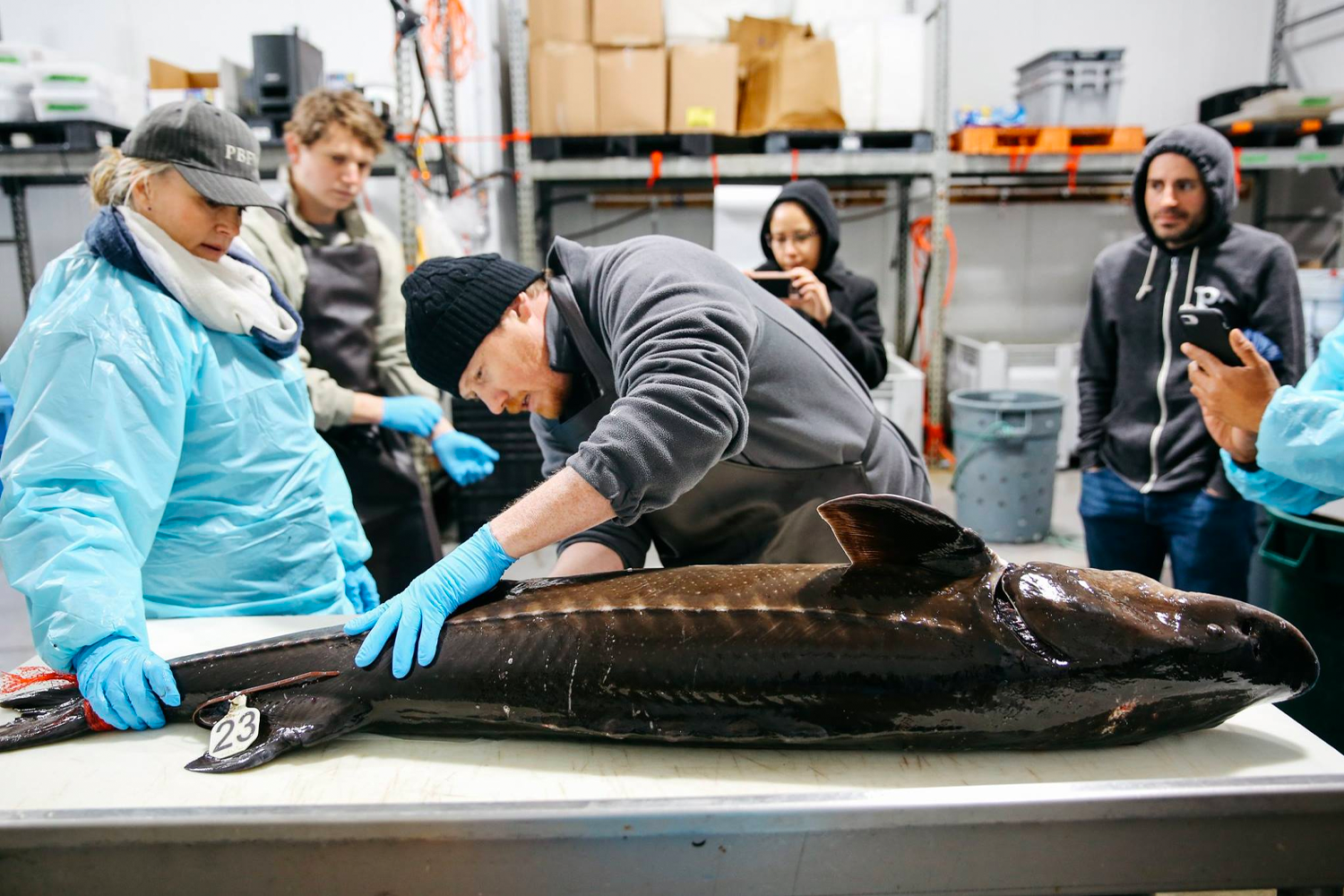 The team at California Caviar harvesting roe in 2018