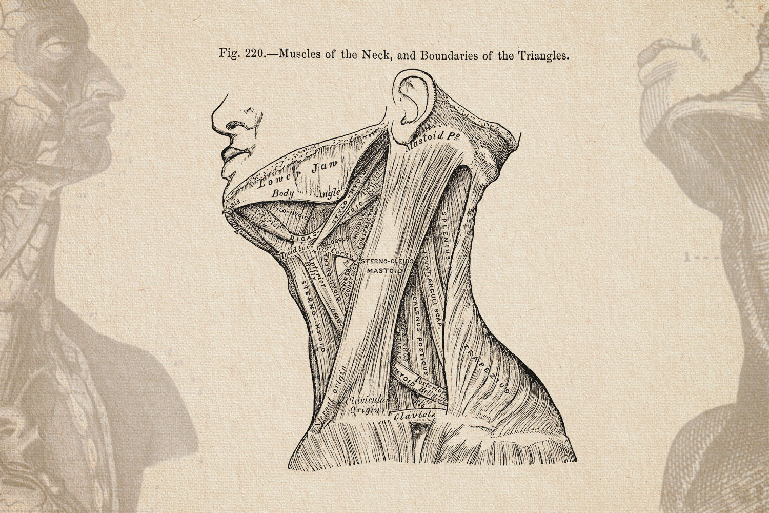 Strength Training Your Jaw Is the Latest, Dumbest Craze in Men’s Fitness