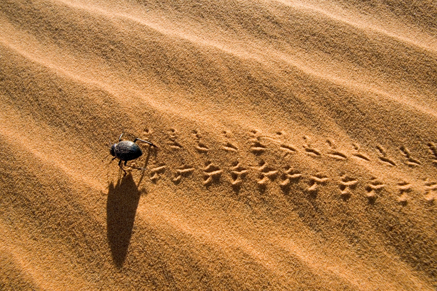 Desert beetle Family Tenebrionid Live and feed in sand dunes throughout North Africa and Namib Desert Morocco.