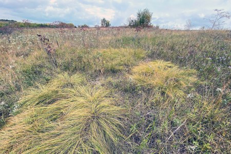 The Bell Bowl Prairie in Rockford