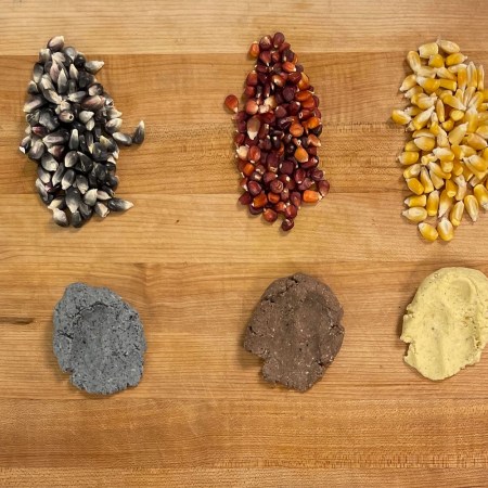 five different types of corn and their companion masa pastes