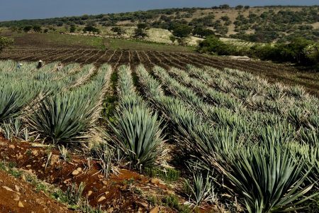 Cincoro is made from 100% Blue Weber agave sourced from private farms in Mexico