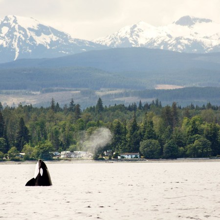 A whale in Pacific Rim National Park Preserve. Some doctors are prescribing national parks visits as medication.