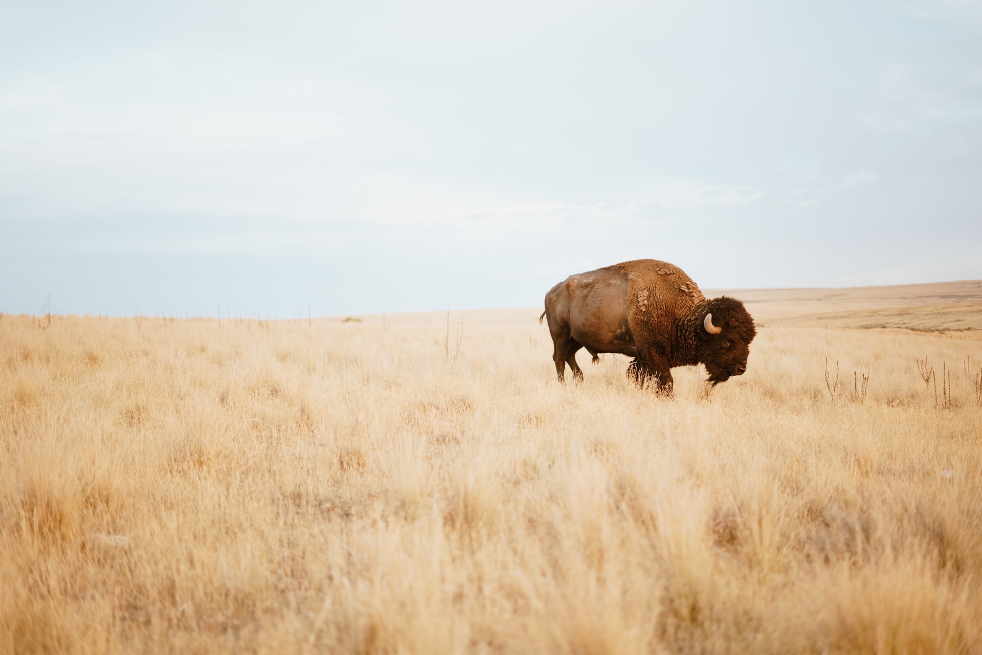 Buffalo