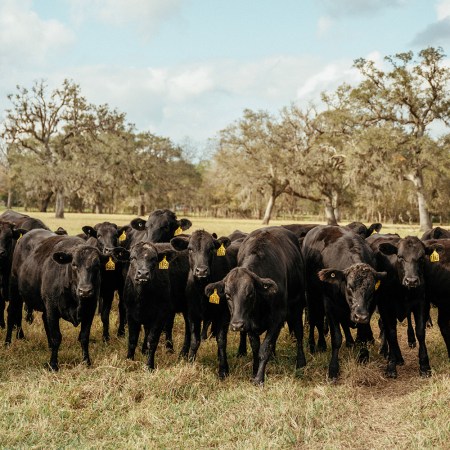 A herd of cows at the R-C Ranch in Texas