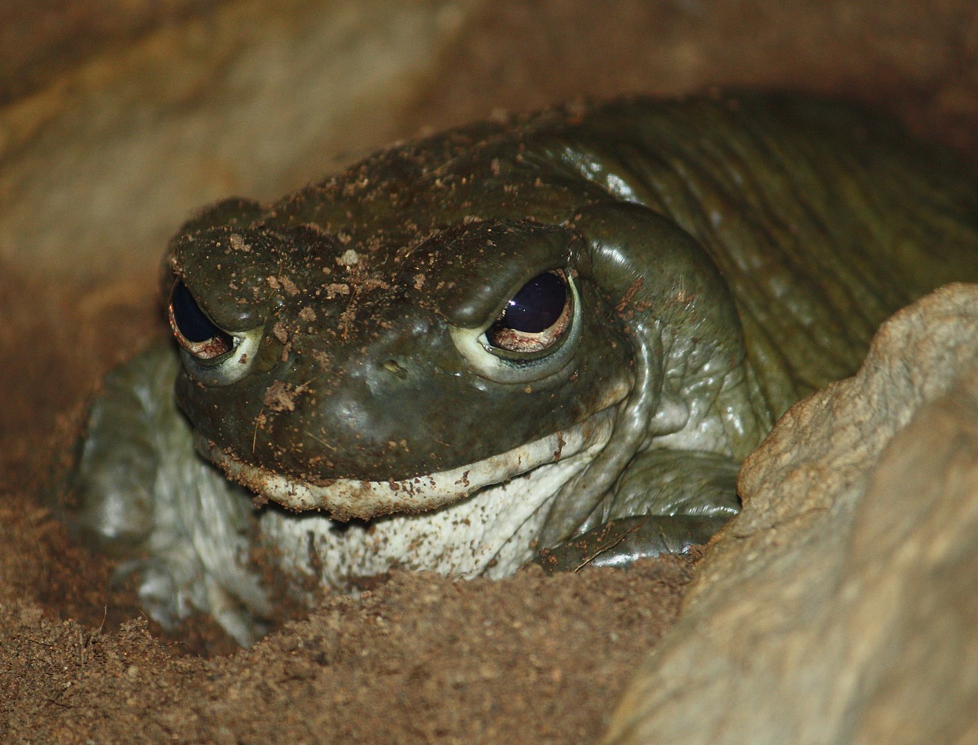 Sonoran desert toad