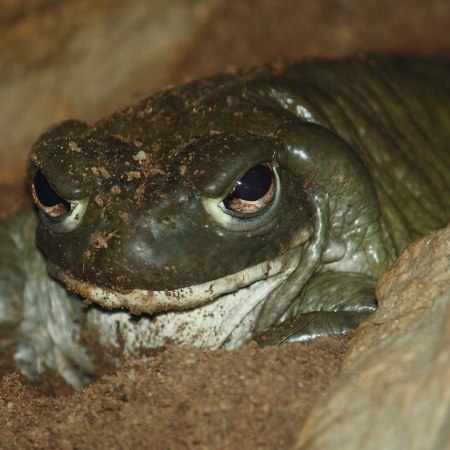 Sonoran desert toad