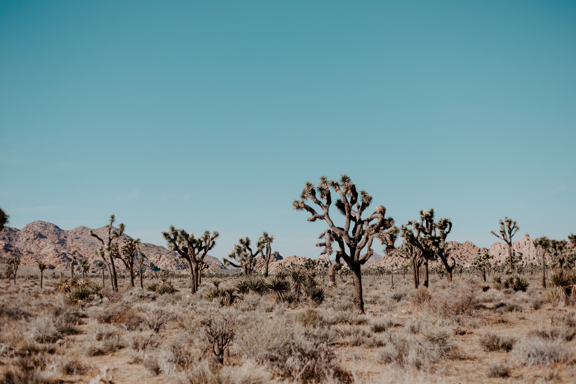 Joshua Tree