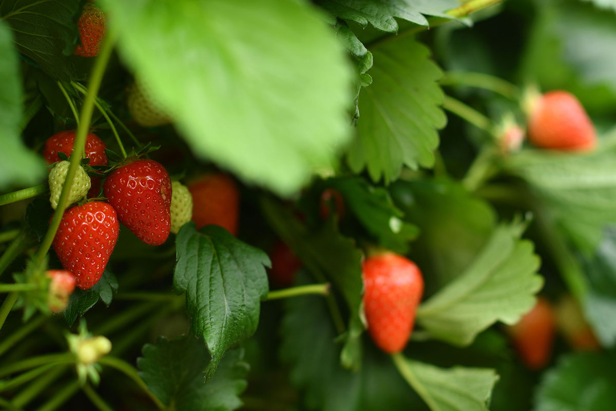 A close-up of a strawberry bush.