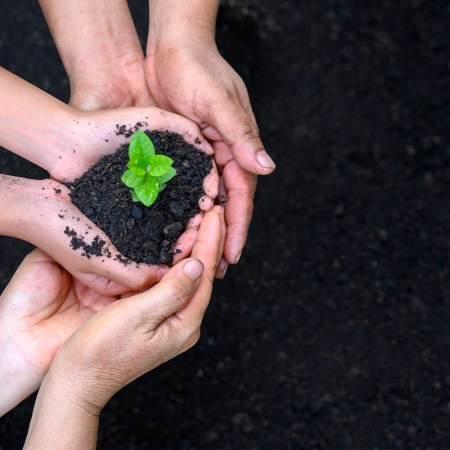 hands holding a seedling over dirt.