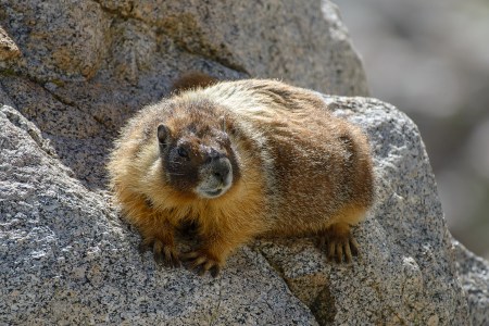 Could These Mountain Rodents Hold the Key to Human Aging?