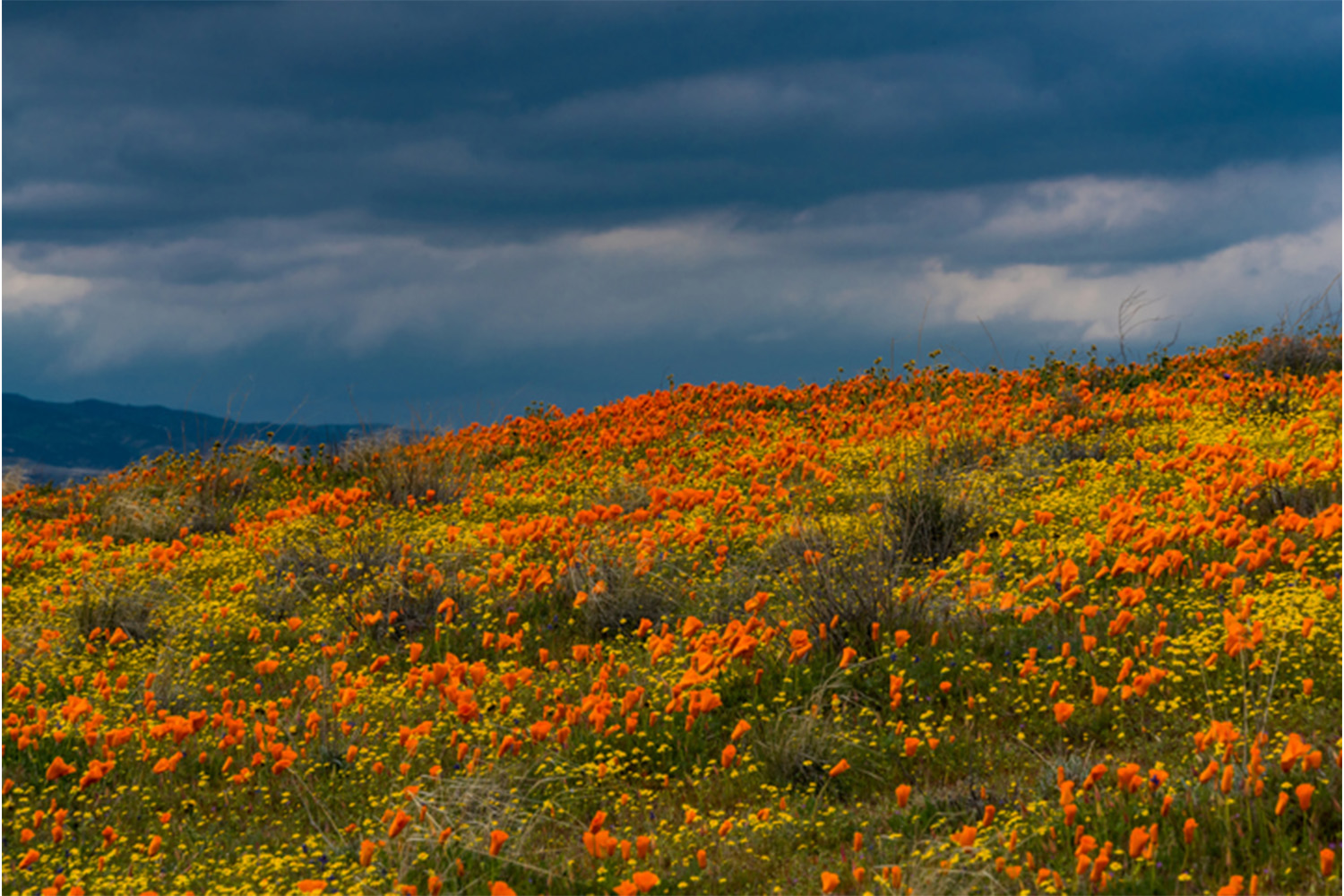 Antelope Valley California Poppy Reserve 