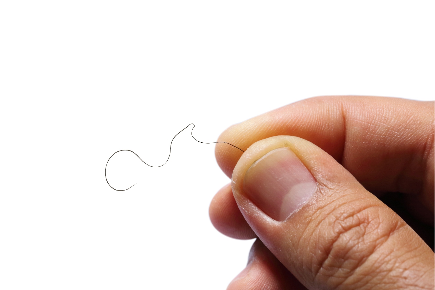 Single black hair in hand on white background